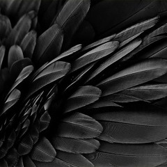 Black Wing
