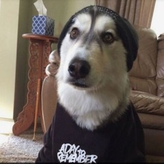 Wolf Get Lost