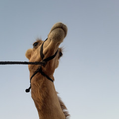 Mohammed Al Marri