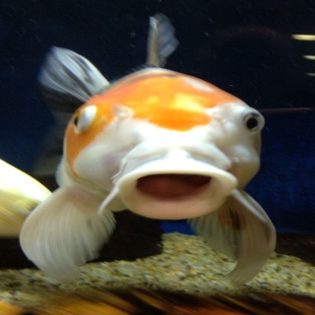 Stream frilliam the fish music | Listen to songs, albums, playlists for ...