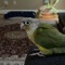 PARROTS RULE!!!!!!
