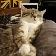 Senka