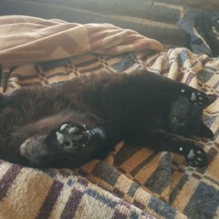 Facundo Saavedra Sturla