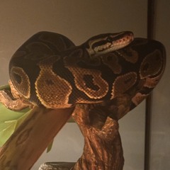 aidan