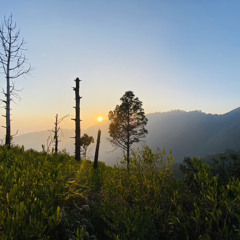 Ustad