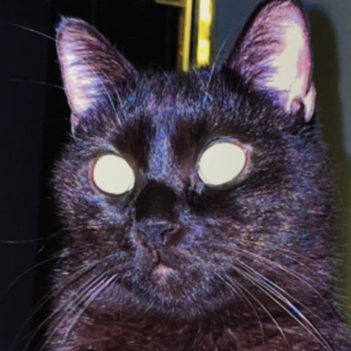 Sigma Cat’s avatar