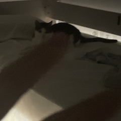 냥집샤