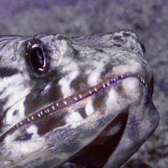 Lizardfish