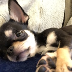 Bonita coco