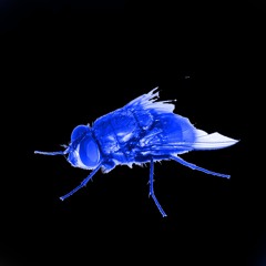 Oly Eat Bug