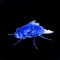 Oly Eat Bug