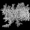 grzybnia