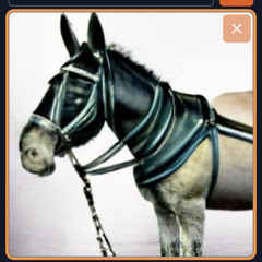 Service Animals band