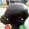 giga nigga