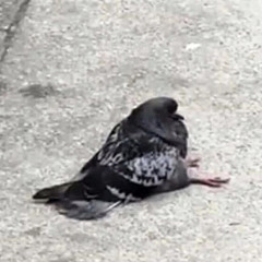 sitting pigeon