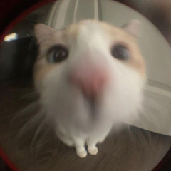bnnnnybb