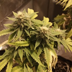 Soldjah 85