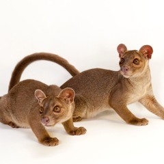 fossa