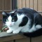 Meow Meow!!!