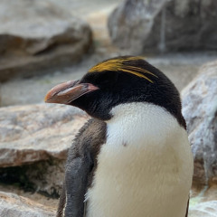 MontyRay
