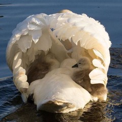 minnie the miscellanea