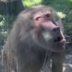неуклюжый лорд
