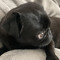 Pug Step
