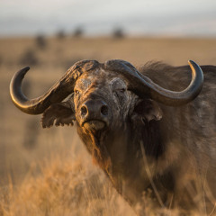 Buffalo Blackberry