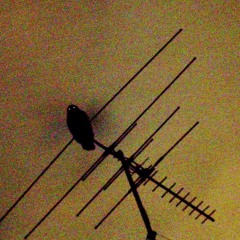 KING $INKO aka BIG RED