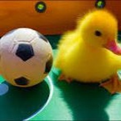 ⋆˚࿔ Soccer duckling 𝜗𝜚˚⋆