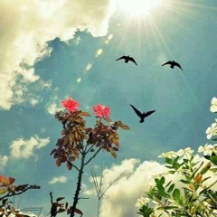 Safaa El_Almy