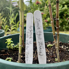 plant music from luke