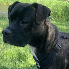 TiTO the dog