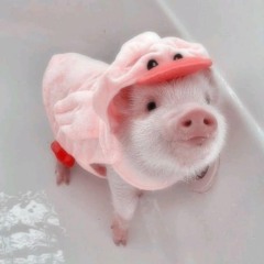 @-...☁🐖☁...-@