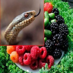 архан уроборос