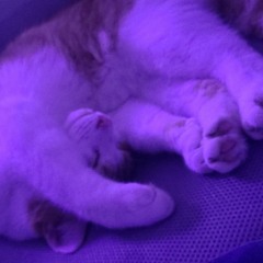 pm
