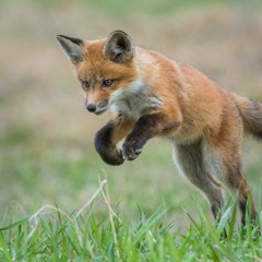 Fox Audio - READ MY BIO