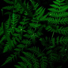 напред/назад (Jabbah Slown Remix)