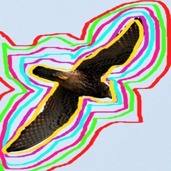 Time Falcon