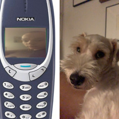 Kivi