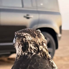 M B M                 🦅