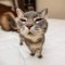 ilikecats