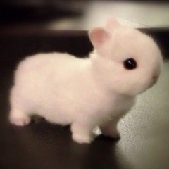 baby bunny
