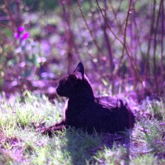 recurring dream (tuning song)