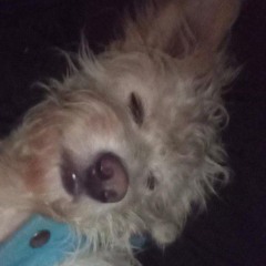 Wapo y bandido facustrik