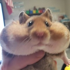 Hamster On Heroine