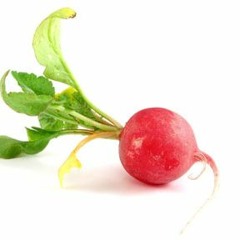 King Radish