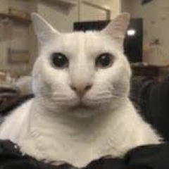 Catman528
