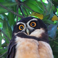 toysforowls