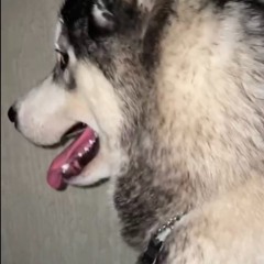 Alkndri3